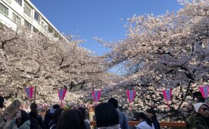 🌸お花見🌸